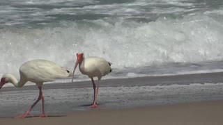 The most beautiful shot of the moment beach birds eat