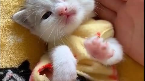 Too Cute to hanlde baby animals