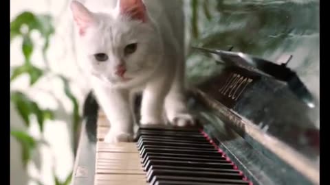 Cute Cat Playing Piano | Beautifull Cat