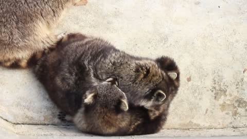 Raccoons in pairs