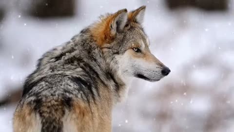 Wolf Therian Meditation And Shifting Music With Wolf Howling