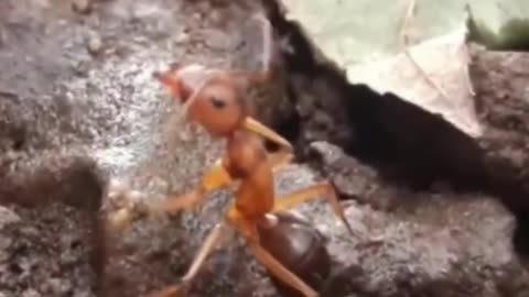 The Zombie Ant Fungus