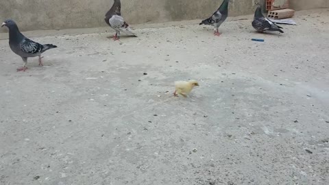 Funny, brave chick and pigeons
