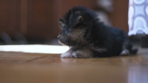 Funny yorkshire terrier puppy is played at home