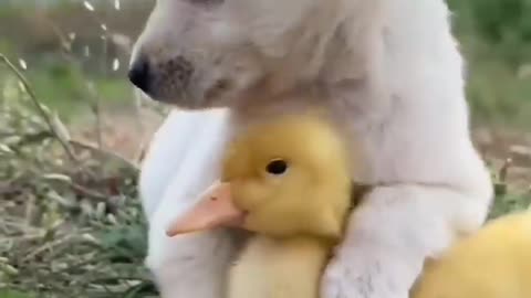 little hens and cute puppy dog start a friendship together