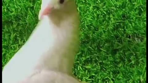 Beautiful pigeon