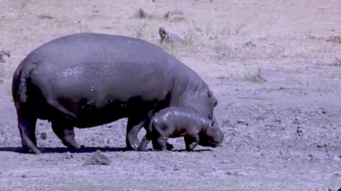 hippo born little baby hippo