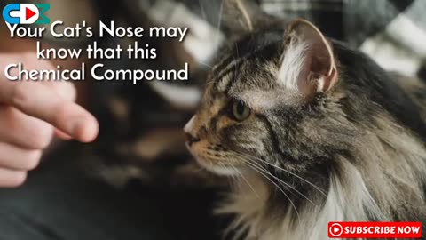 8 Smells Cats Hate the Most, What Smell will Repel Cats, DIY Cat Repellent, Natural Cat Repellent