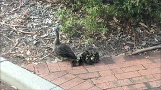 Baby Ducks with Mum