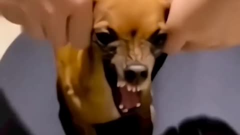 Angree animal dog