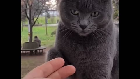 Don't touch me human!