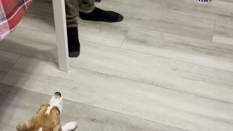 Beagle Puppy Sneaks Closer to Food Bowl During Training
