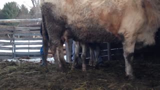 Teaching A Calf To Drink Milk