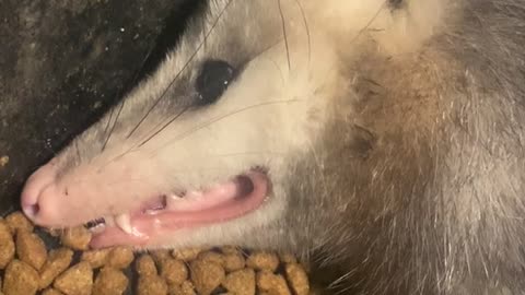 Dramatic Opossum Plays Dead in the Dinner Bowl