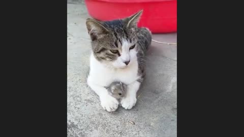 Cut cats funny videos for everyone