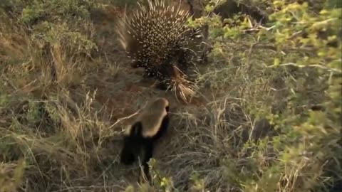 badger attacks porcupine and gets the worst of it