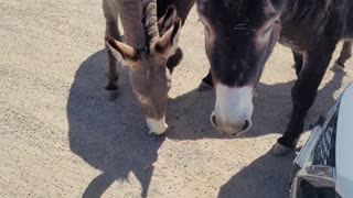 Donkeys US95 Beatty, NV