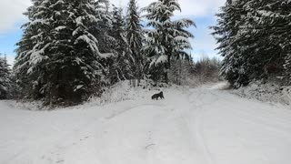 I Love AND Admire Coyotes - You Should Too 🐕‍🦺