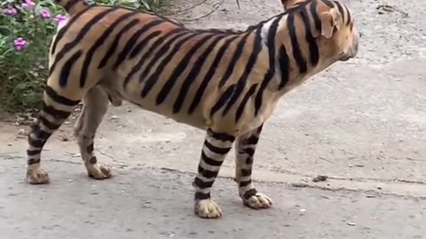 Dog imitating lion