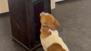 Chilly Pup Sits Up Against Heater