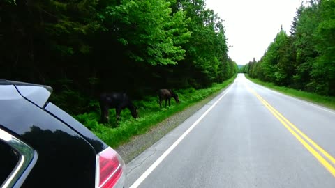 Hungry Moose