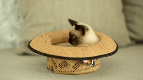 Siamese cat inside a hat A siamese cat is inside a straw hat on the sofa.