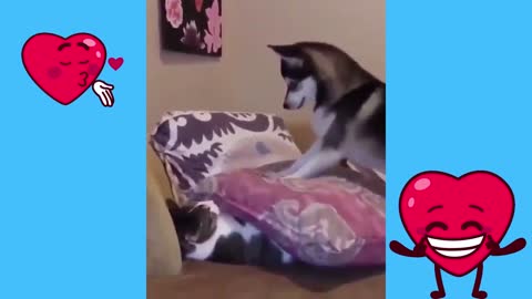 Dog and cat playing together🥰