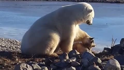 Polar bear petting a dog 😩🥰