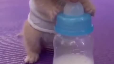 baby cat drinking milk so intelligently