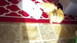 💞💝💗#kitties #sunbathing 💗💞💝