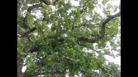 Decidedly Impressive Burr Oak Tree July 2022