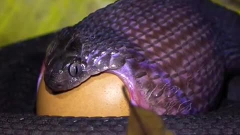 Snake eating egg bigger than his mouth