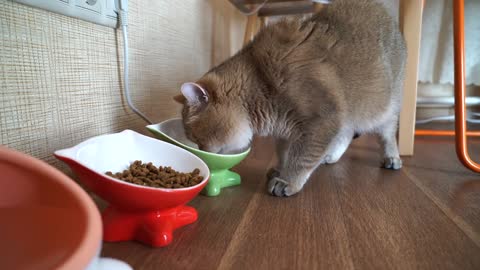 Big head water bowl