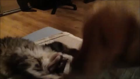 Excited kitten entertained by dog's tail