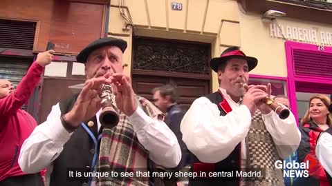 Sheep take over Madrid's streets as they head for winter pastures