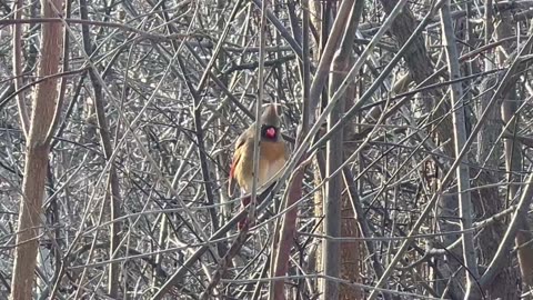 Beautiful female Cardinal