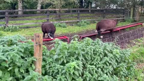 Ewes are squeamish & squeeze through gate to avoid getting their toes wet