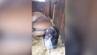 NEIGH FOALING: Heartwarming Moment Mare Gives Birth