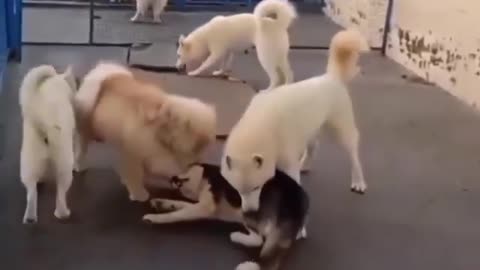 Dogs fun