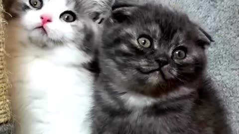 Cute kitten's