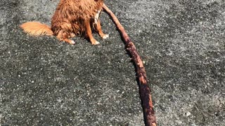 Excited Doggo Needs the Largest Stick to be Thrown