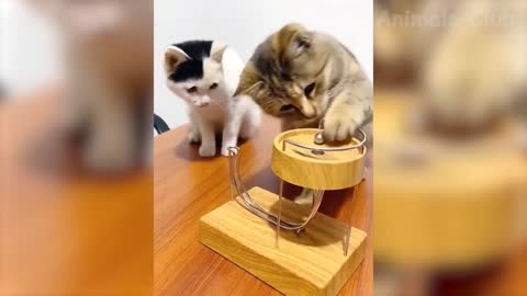 Funny Animal Videos 2022 😂 - Funniest Cats And Dogs Videos 😺😍