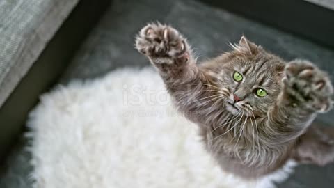 Long-haired domestic cat extending its paws to catch the toy in the air
