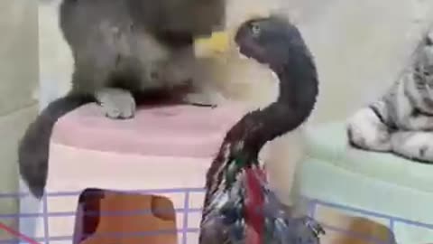 cute cat fight