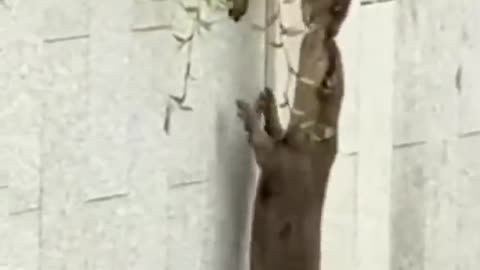 How Can Otters cross this Wall