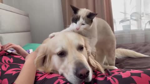 How a Golden Retriever and a Kitten Became Best Friends Compilation