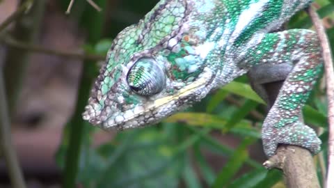 The chameleon rolles his eyes hidden in bush at the botanic garden