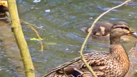 Cute ducklings on a tree trunk in the water playing / cute little ducks.