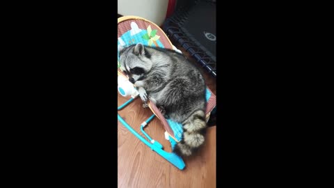Drowsy raccoon slowly falls asleep in baby rocker