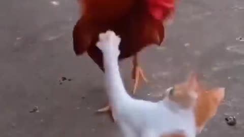 Cat vs Chicken_ Watch What Happens Next and Get Ready to Laugh in 2023#syl_vester #ukraine #reels